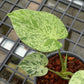 Monstera Bulbasaur - Exact Plant (M051)