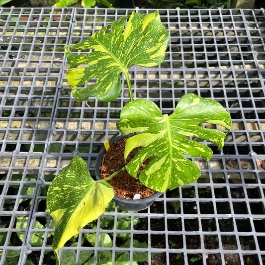 Monstera King Electrolyte - Non TC - Exact Plant (M032)