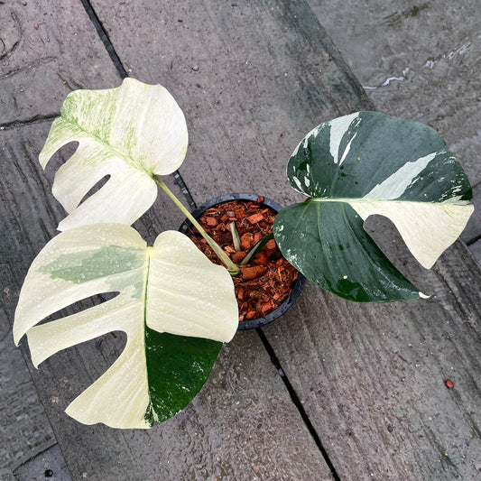 Monstera Borsigiana Mint