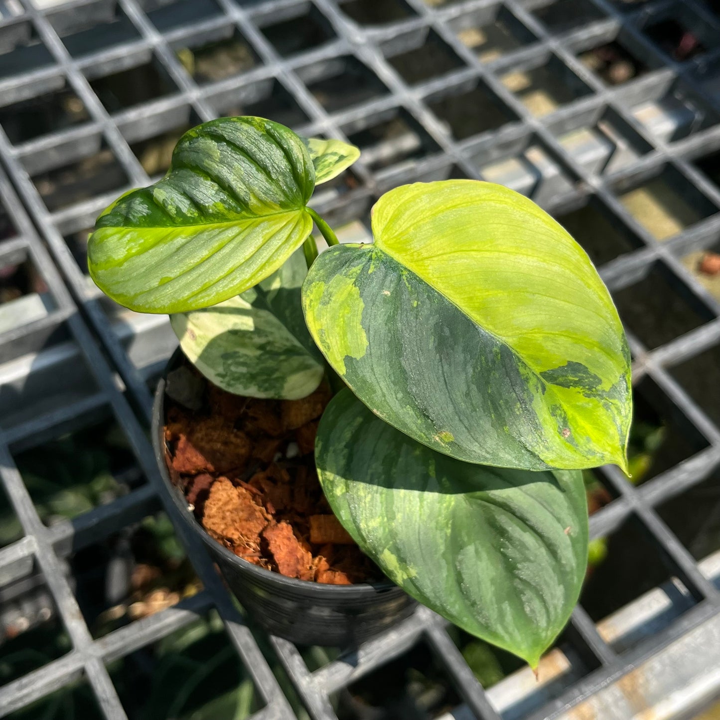 Philodendron Brandtianum Variegated - Exact Plant (P045)