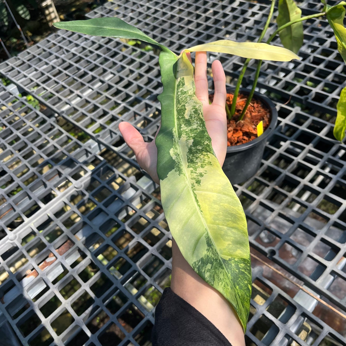 Philodendron Longilobatum Lelano Miyano Variegated - Exact Plant (P041)