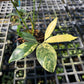 Philodendron Goeldii Variegated - Exact Plant (P063)
