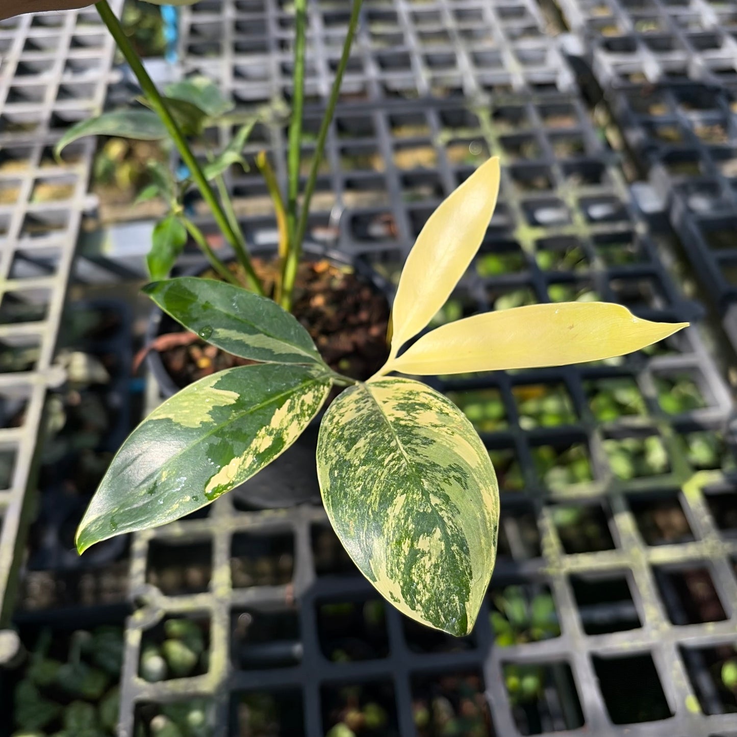 Philodendron Goeldii Variegated - Exact Plant (P063)