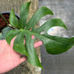 Monstera Deliciosa ‘Form 6’ - Exact Plant (M058)