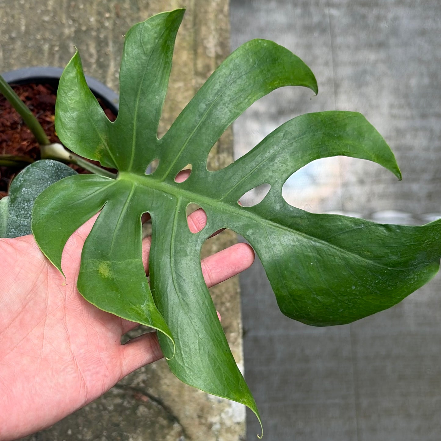 Monstera Deliciosa ‘Form 6’ - Exact Plant (M058)