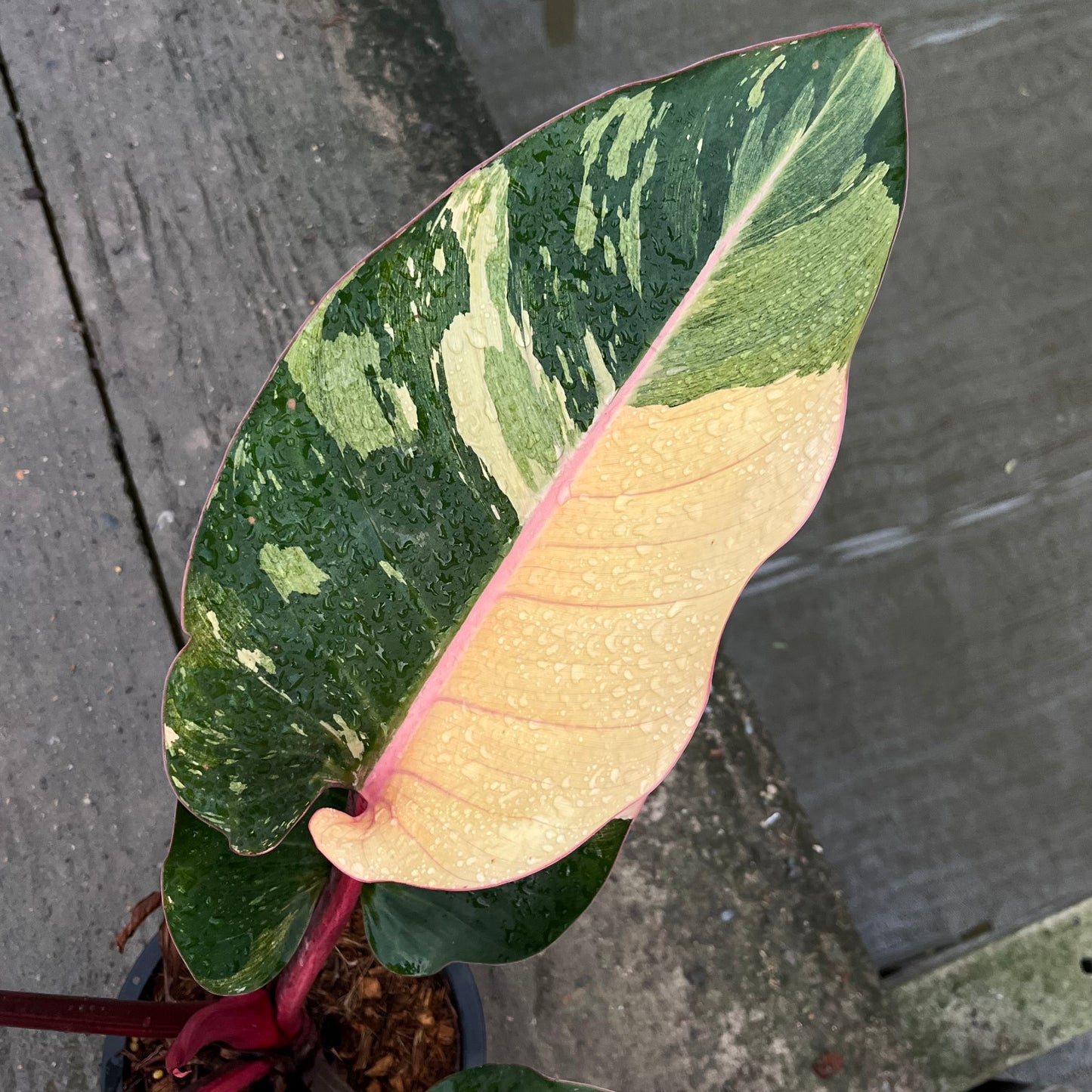 Philodendron Rojo Red Congo Variegated - Exact Plant - Original - Non TC