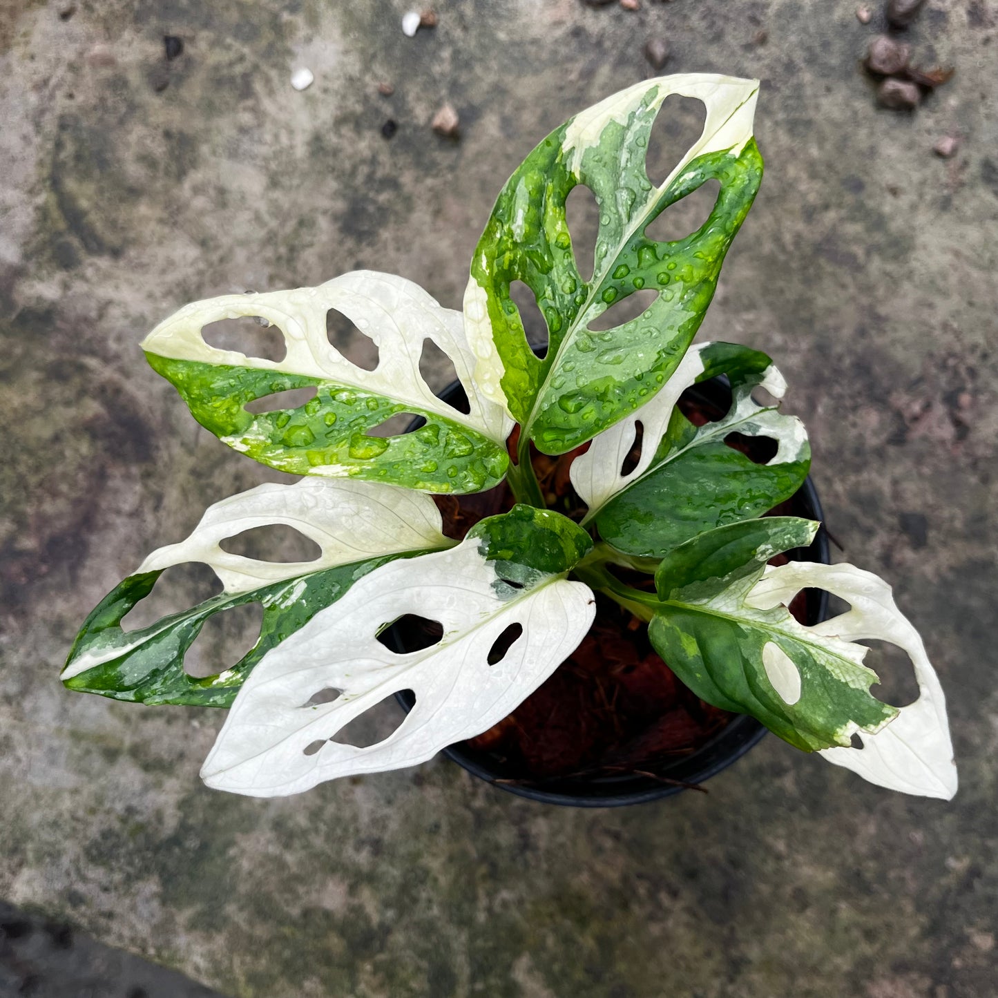 Monstera Adansonii variegated albo
