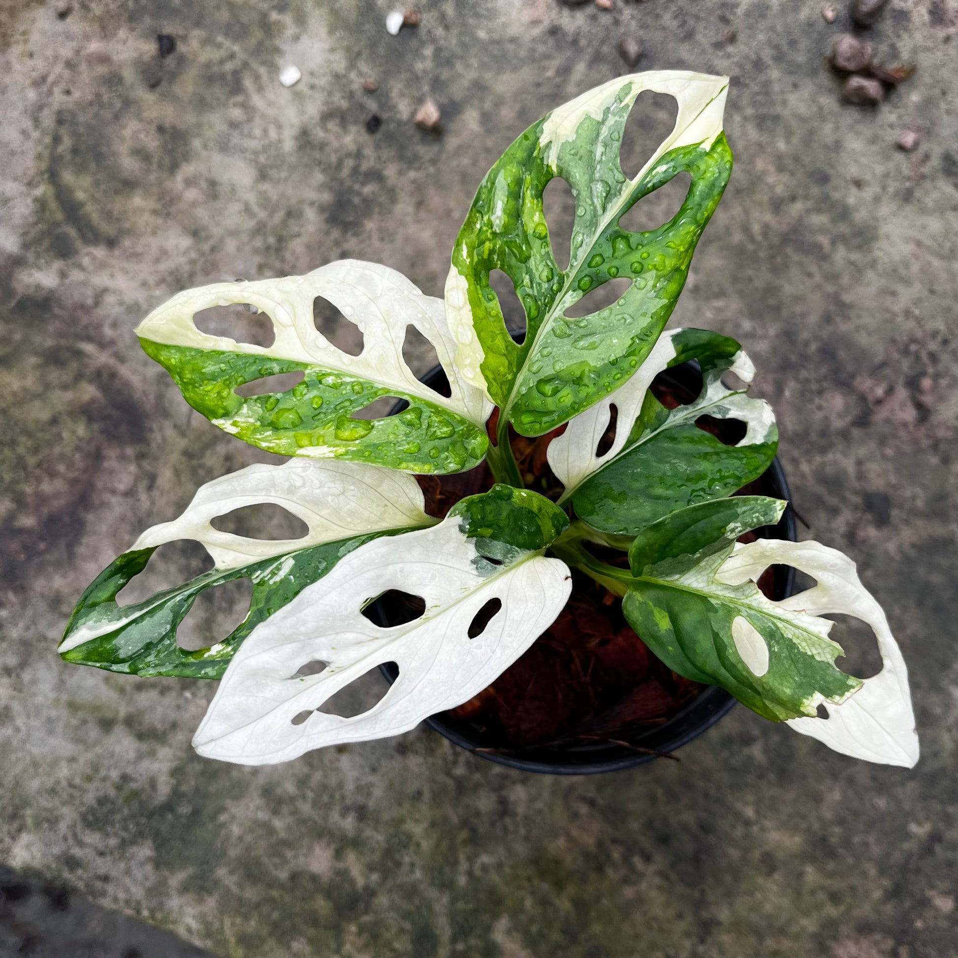 Monstera Adansonii variegated albo