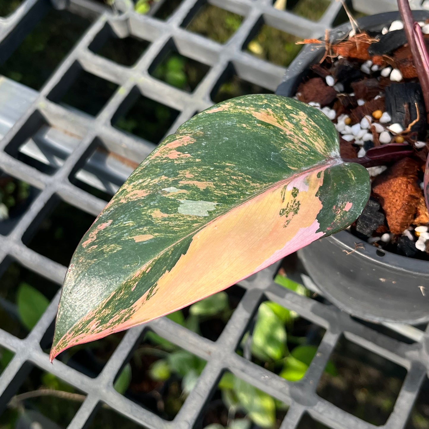 Philodendron Princess Of Fire - Exact Plant (P039)