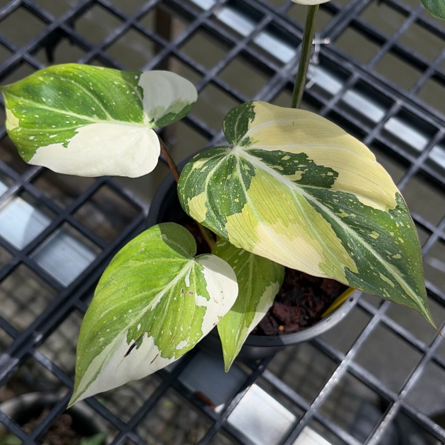 Philodendron Gloriosum Tricolor Variegated - Exact Plant (P066)
