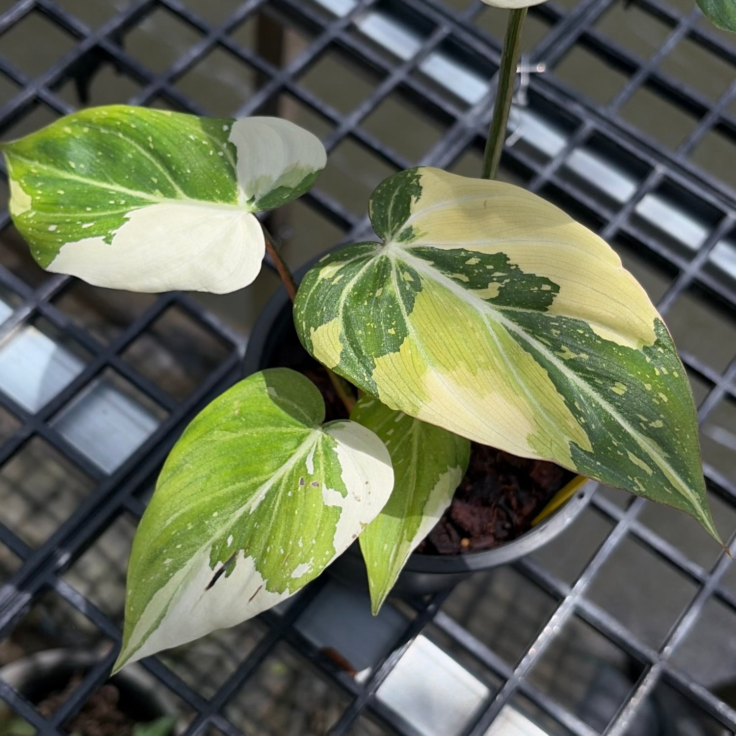 Philodendron