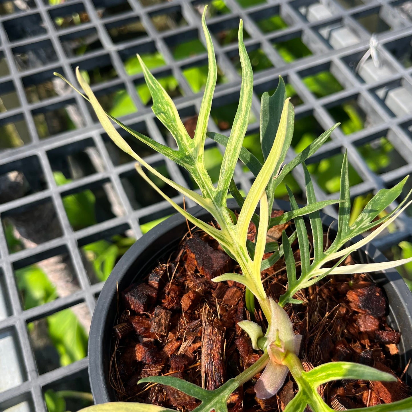 Philodendron Tortum Variegated- Exact Plant (P030)