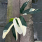 Epipremnum Giganteum White Pearl with bold sectoral white variegation on large green leaves
