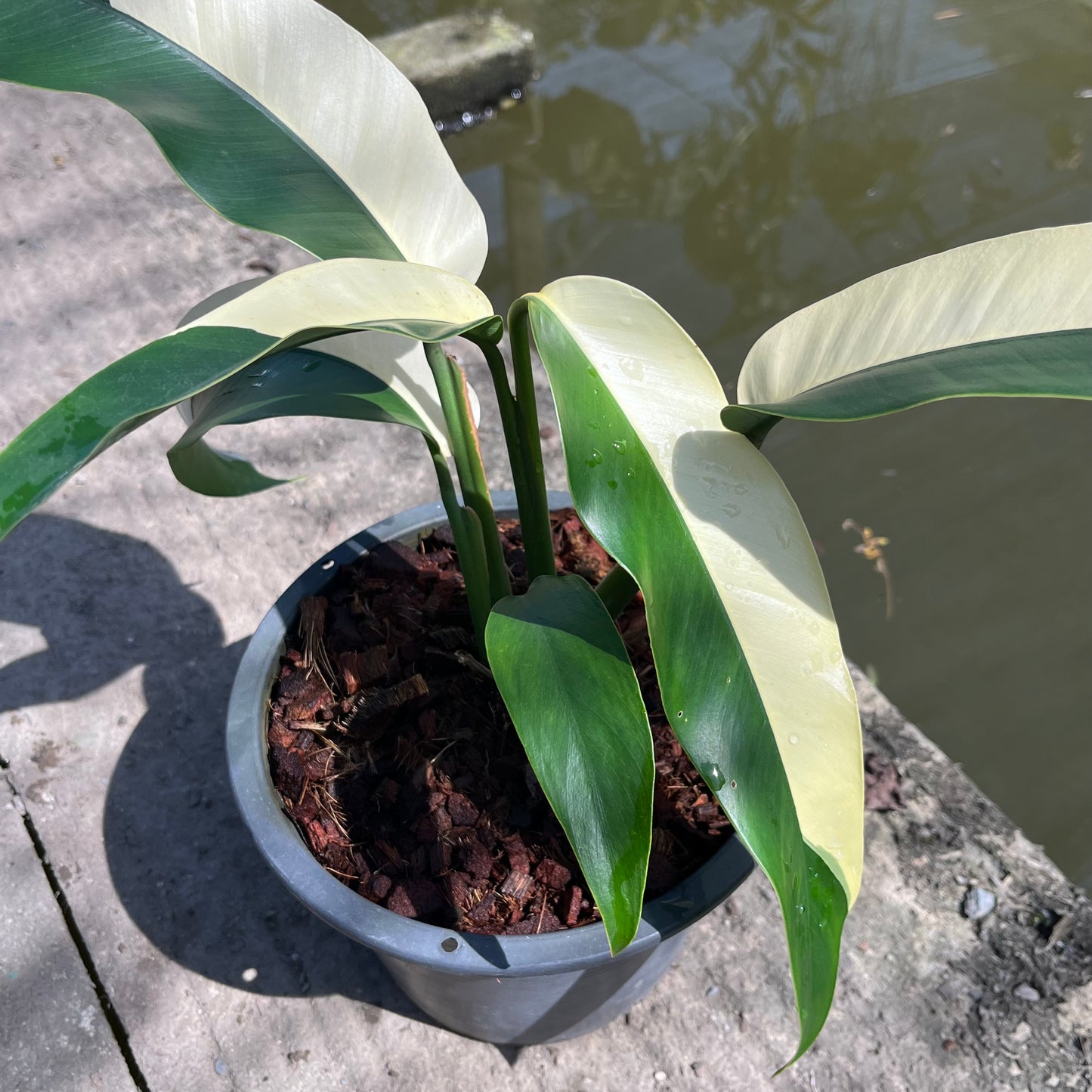 Epipremnum Giganteum White Pearl - Exact Plant (EP012)