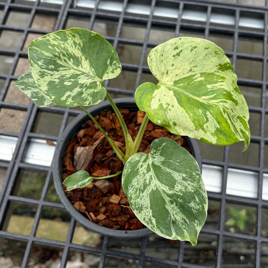 Monstera Bulbasaur - Exact Plant (M050)