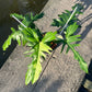 Philodendron Golden Dragon Variegated (Narrow Form)- XL - Exact Plant (P037)