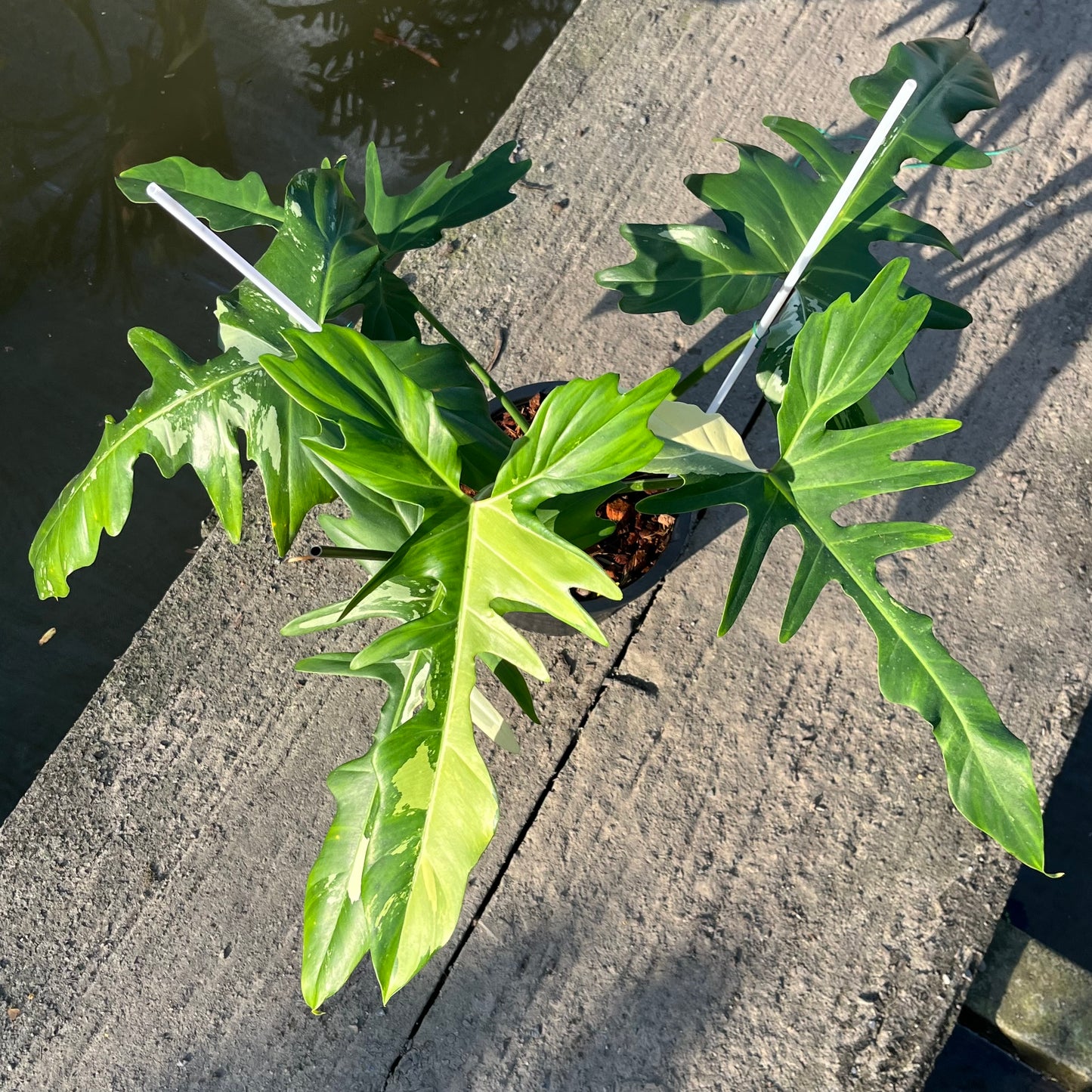 Philodendron Golden Dragon Variegated (Narrow Form)- XL - Exact Plant (P037)