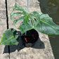 Monstera Devil Monster - Exact Plant (M052)