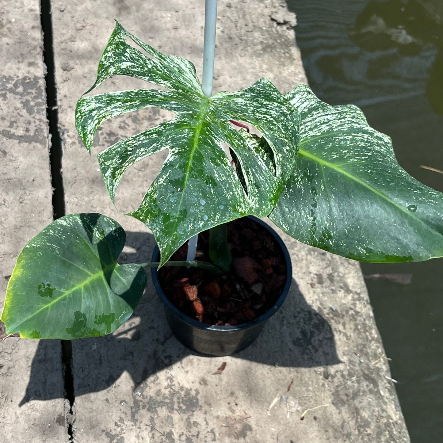 Monstera Devil Monster - Exact Plant (M052)