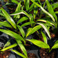Epipremnum Amplissimum variegated