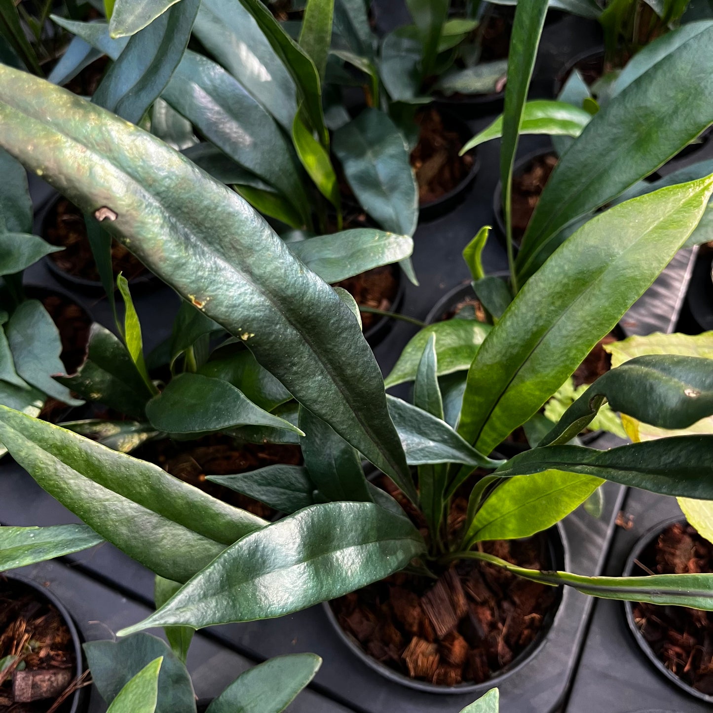 Microsorum Thailandicum - Blue Oil Fern