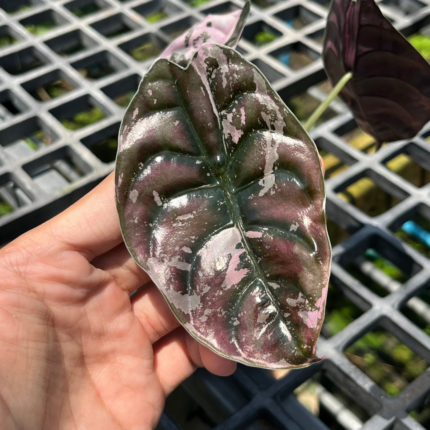 Alocasia Cuprea Variegated ‘NomYen’ - Exact Plant (A011)