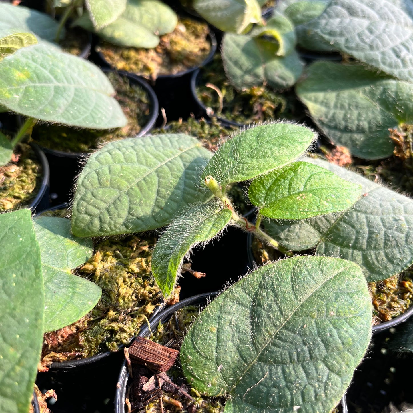 Ficus Villosa - Exotic Hairy Foliage