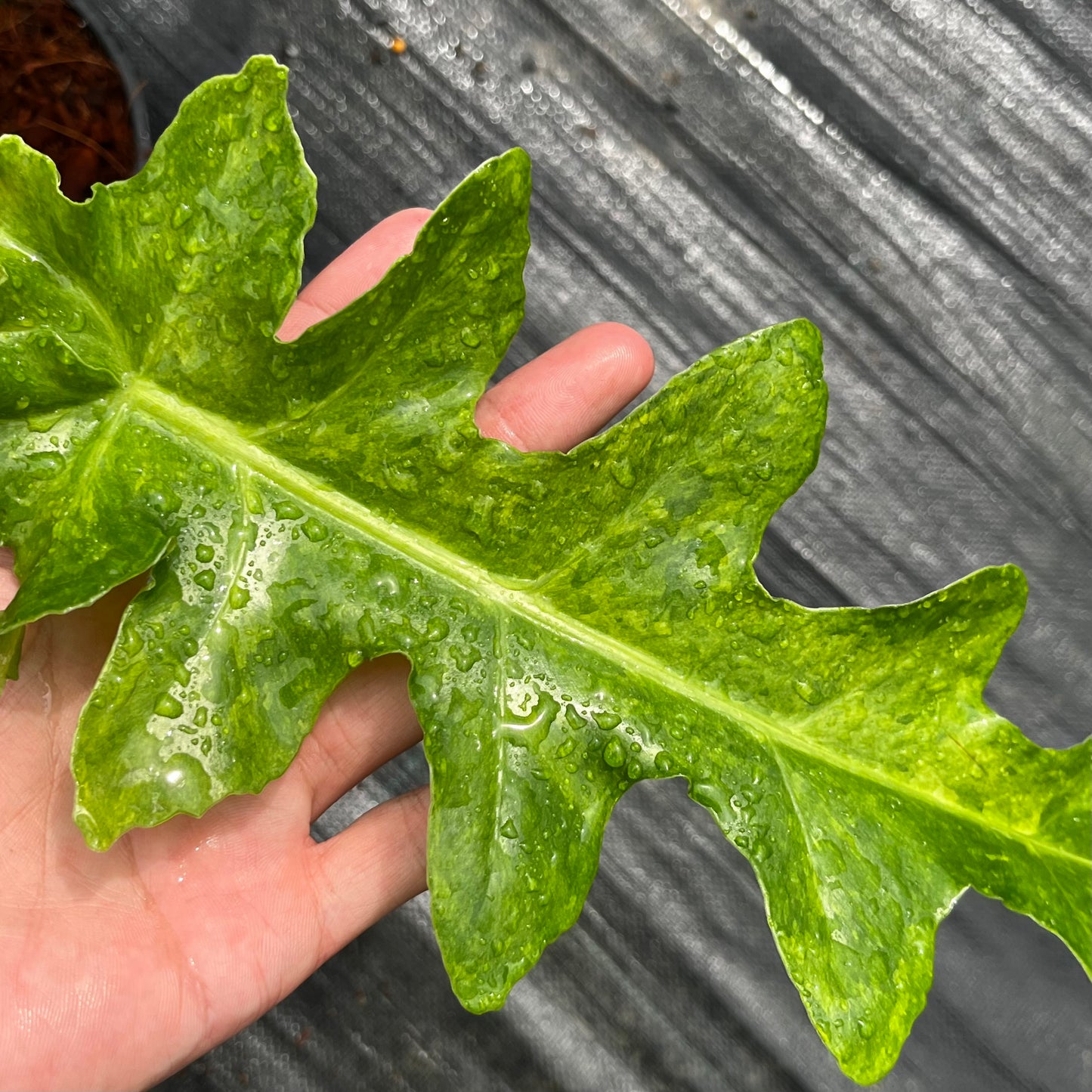 Philodendron Bob Cee Variegated - Large Size