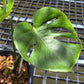 Monstera Deliciosa ‘Lion Fish’ - Exact Plant (M053)