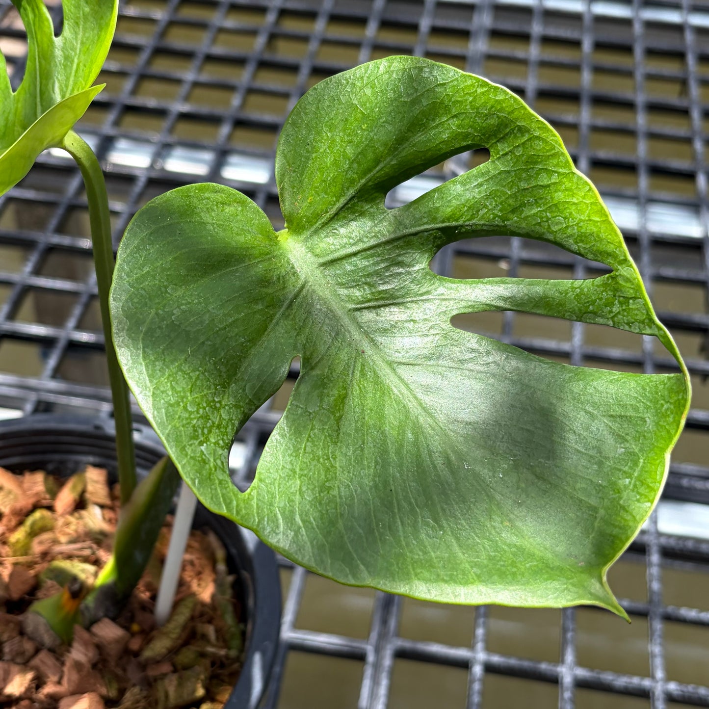 Monstera Deliciosa ‘Lion Fish’ - Exact Plant (M053)