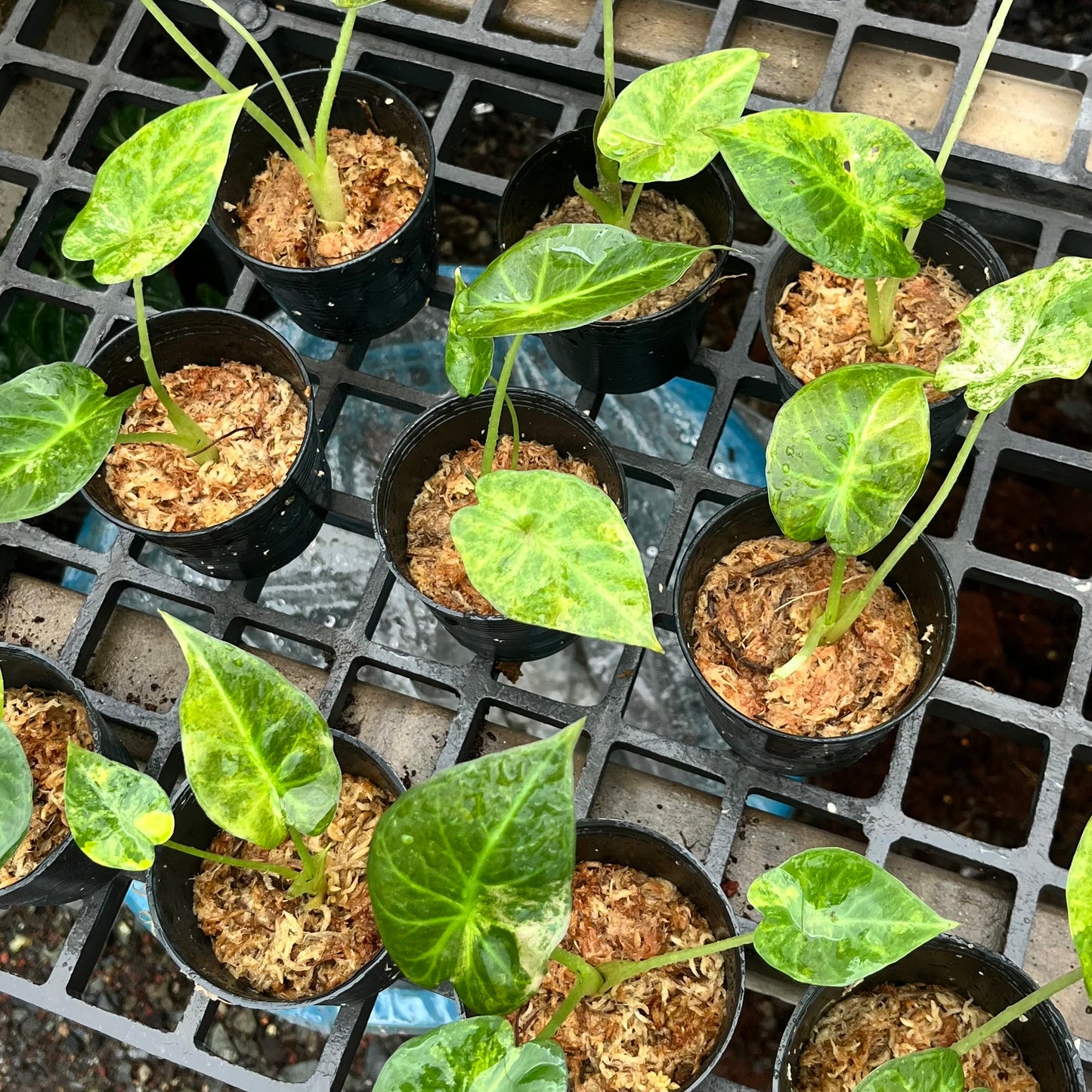 Alocasia Regal Shields variegated