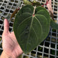 Anthurium Hoffmanii Red Sinus ‘Blood Moon’ - Exact Plant - Australian Hybrid
