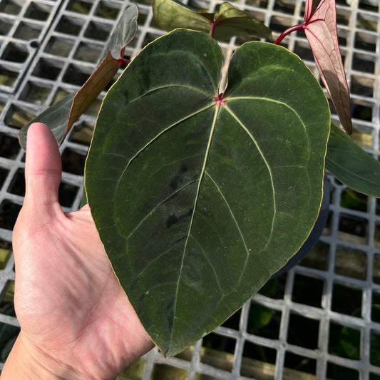 Anthurium Hoffmanii Red Sinus ‘Blood Moon’ - Exact Plant - Australian Hybrid