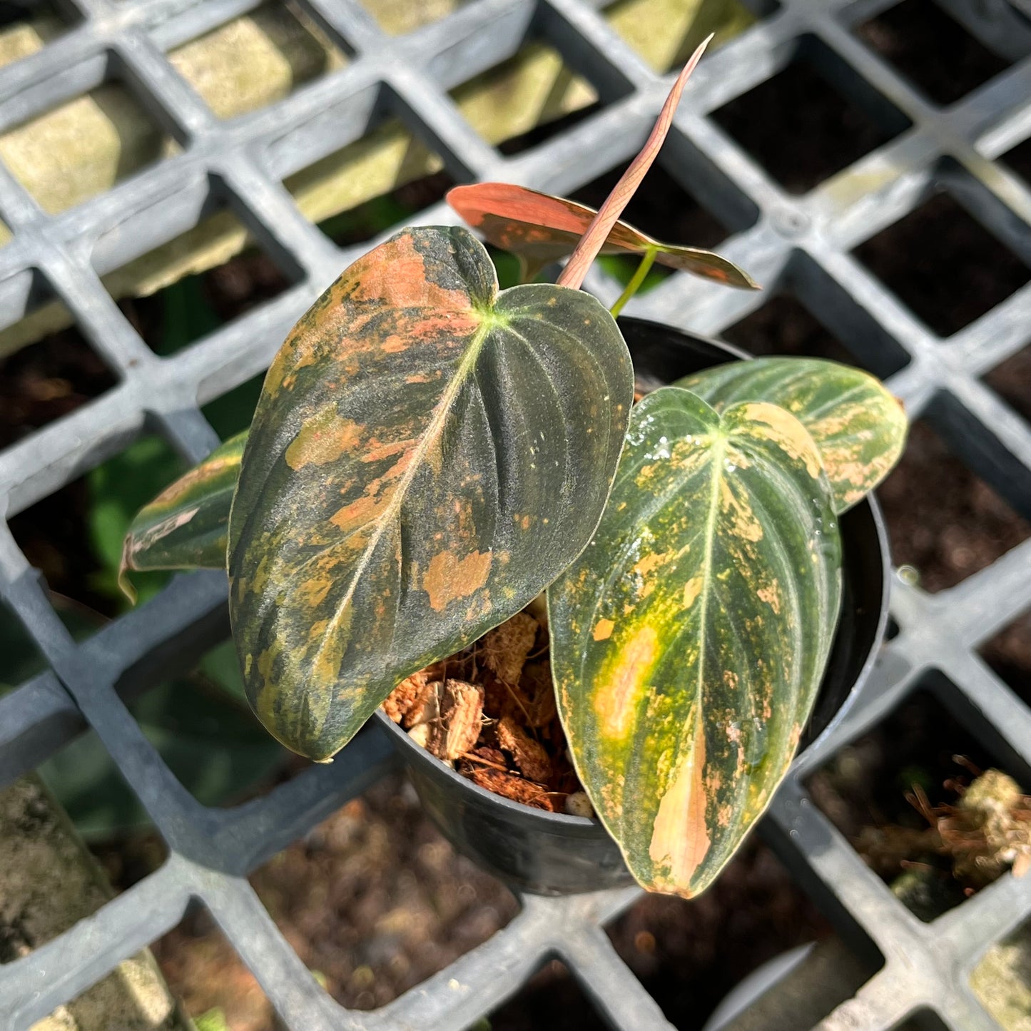 Philodendron Melanochrysum ‘BonFire’ Orange Variegated