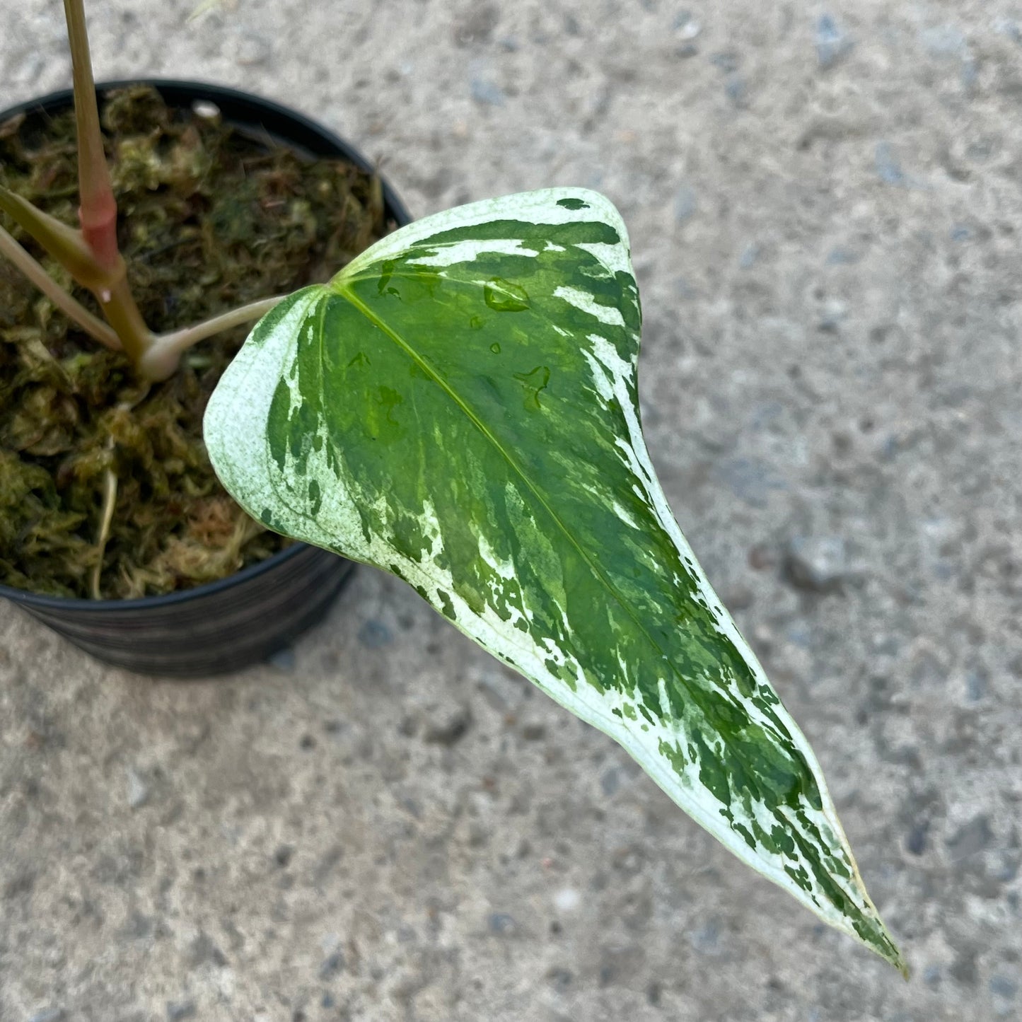 Anthurium Subsignatum Variegated - Exact Plant (A024)