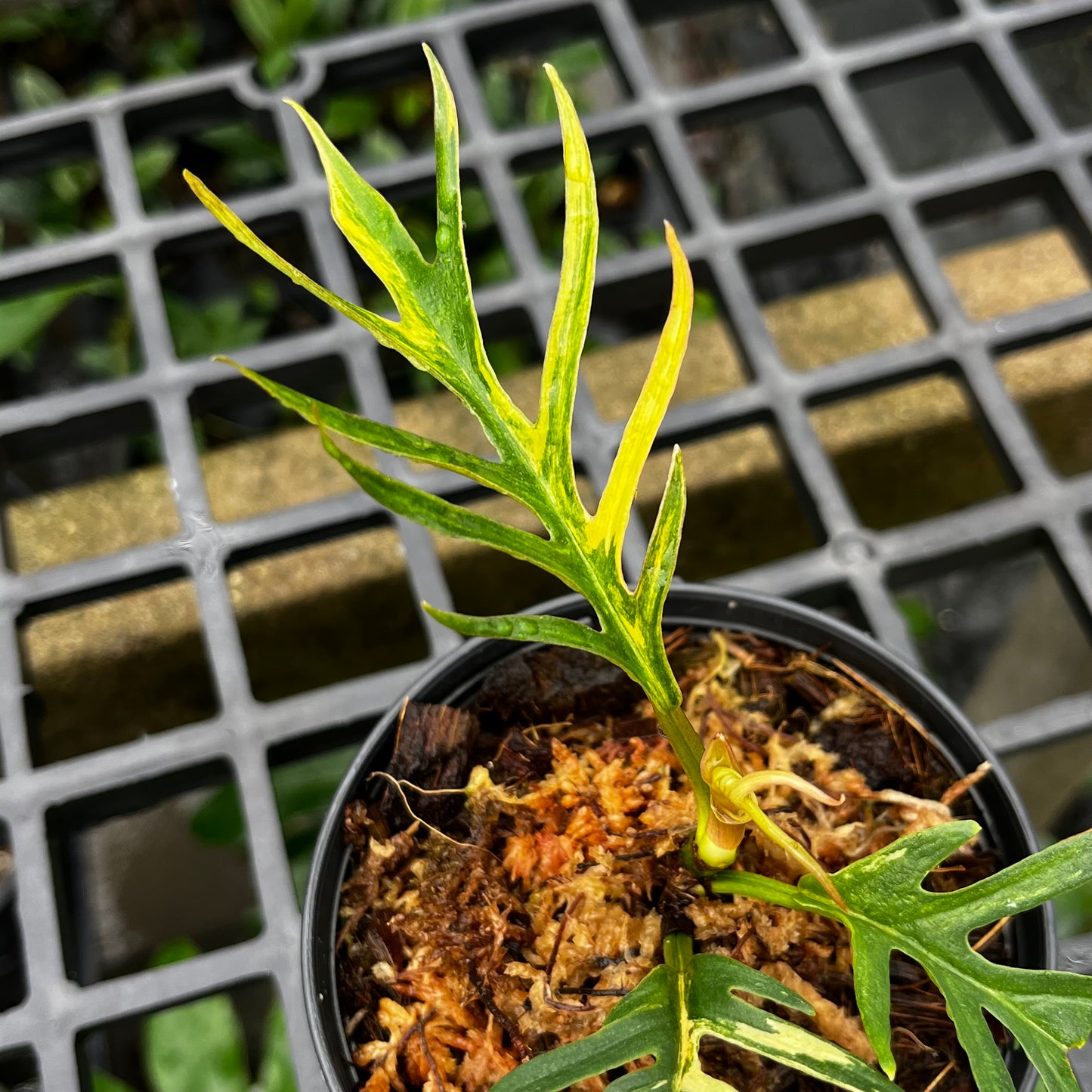 Philodendron Tortum Variegated