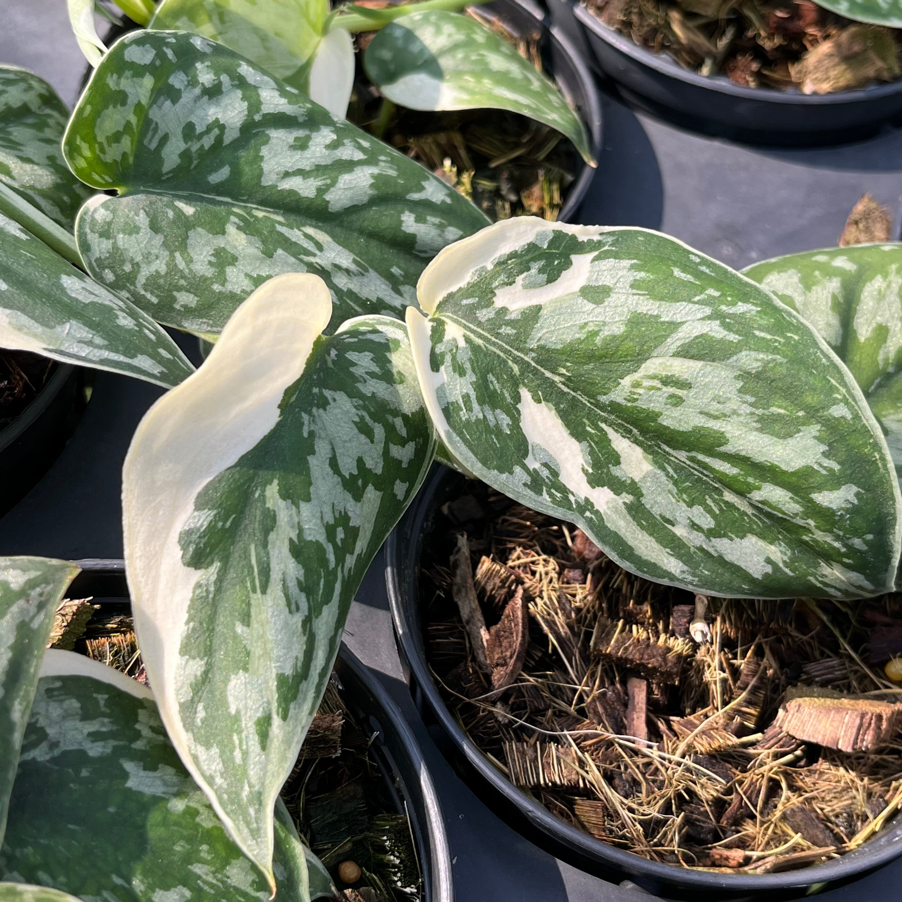 Scindapsus Variated Scindapsus Mayari Variegated – Greenroom Planter