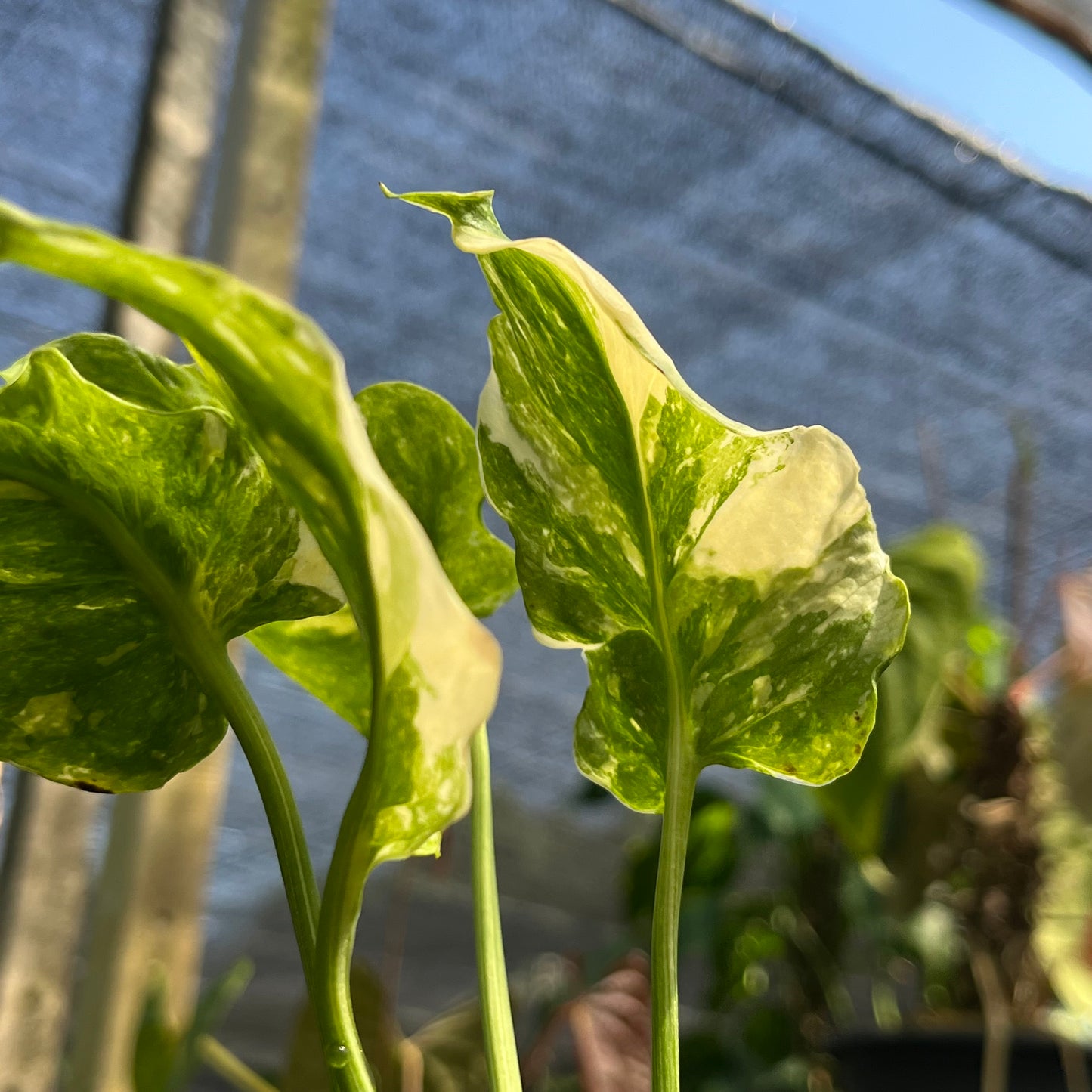 Monstera Deliciosa Tricolor Mutation - Zombie leaves - Exact Plant (M041)