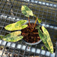 Philodendron Billietiae Variegated - Exact Plant (P058)