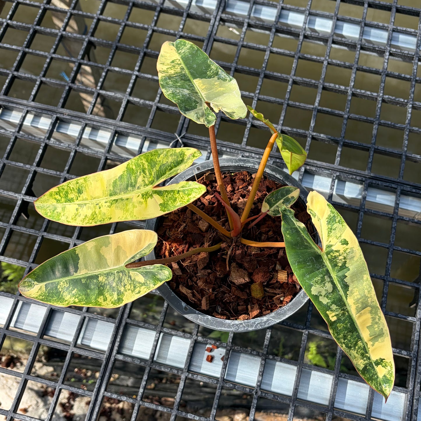Philodendron Billietiae Variegated - Exact Plant (P058)