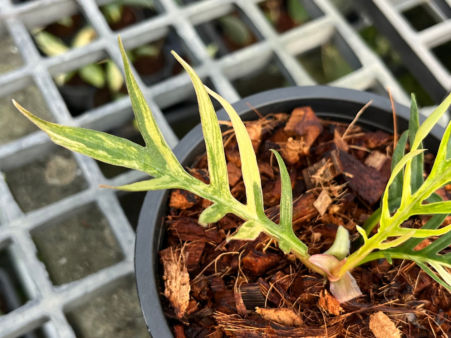 Philodendron Tortum Variegated- Exact Plant (P030)