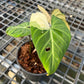 Philodendron Gloriosum Variegated Type 1 – Rare Tropical Plant with Stunning Yellow Variegation

A highly sought-after rare tropical plant, this Philodendron Gloriosum Variegated Type 1 features three leaves, with two showcasing striking yellow variegation. Its unique foliage makes it a must-have for collectors and plant enthusiasts looking for an exotic addition to their collection.