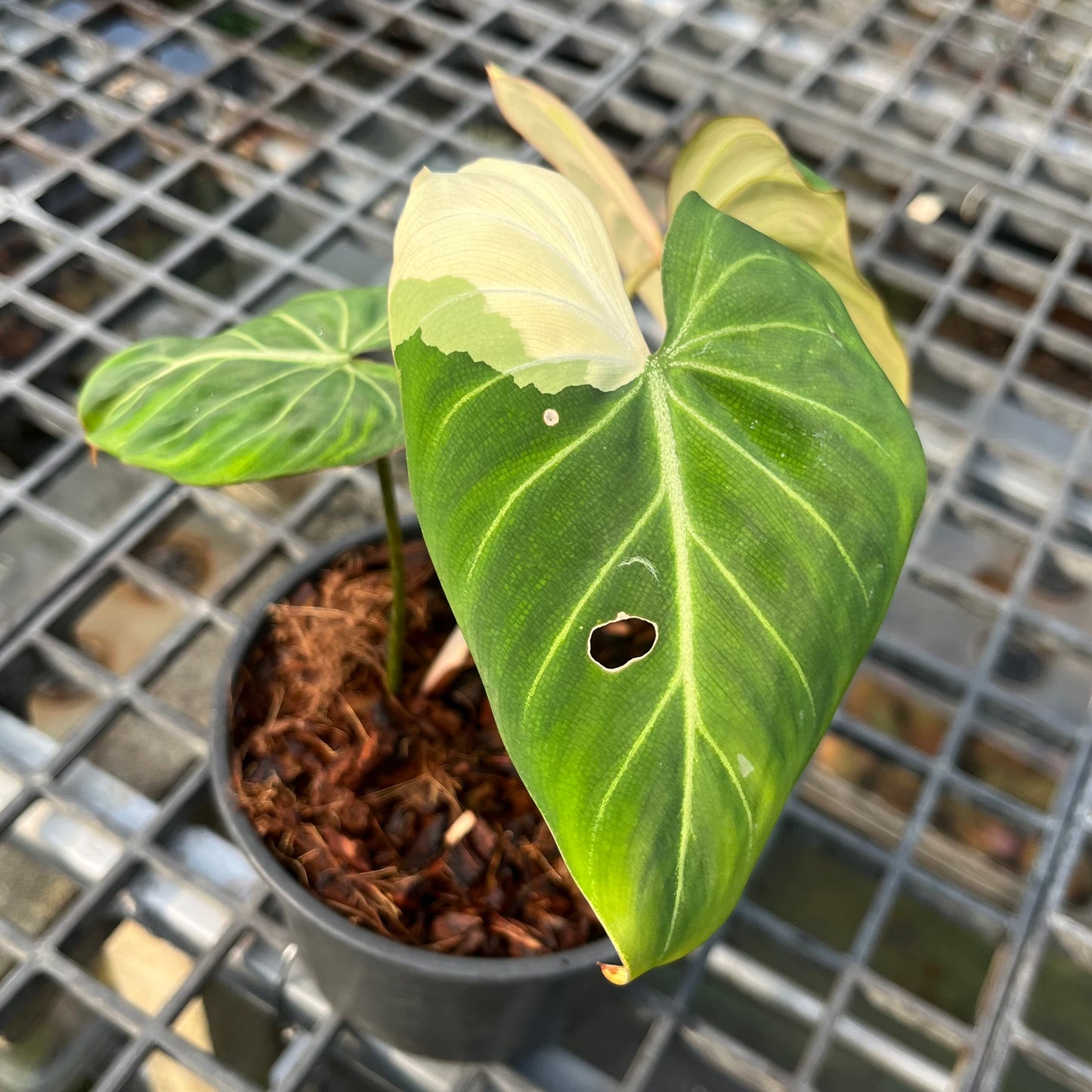 Philodendron Gloriosum Variegated Type 1 – Rare Tropical Plant with Stunning Yellow Variegation

A highly sought-after rare tropical plant, this Philodendron Gloriosum Variegated Type 1 features three leaves, with two showcasing striking yellow variegation. Its unique foliage makes it a must-have for collectors and plant enthusiasts looking for an exotic addition to their collection.