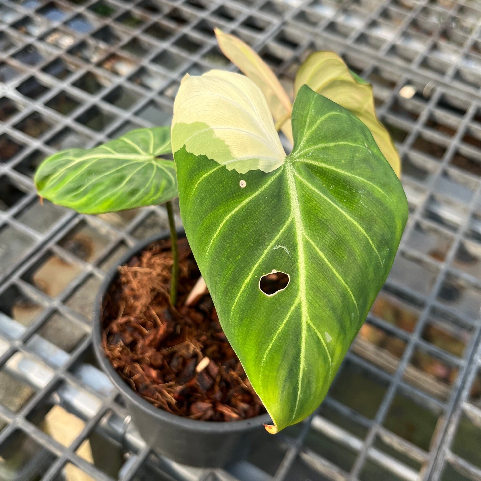 Philodendron Gloriosum Variegated Type 1 – Rare Tropical Plant with Stunning Yellow Variegation

A highly sought-after rare tropical plant, this Philodendron Gloriosum Variegated Type 1 features three leaves, with two showcasing striking yellow variegation. Its unique foliage makes it a must-have for collectors and plant enthusiasts looking for an exotic addition to their collection.