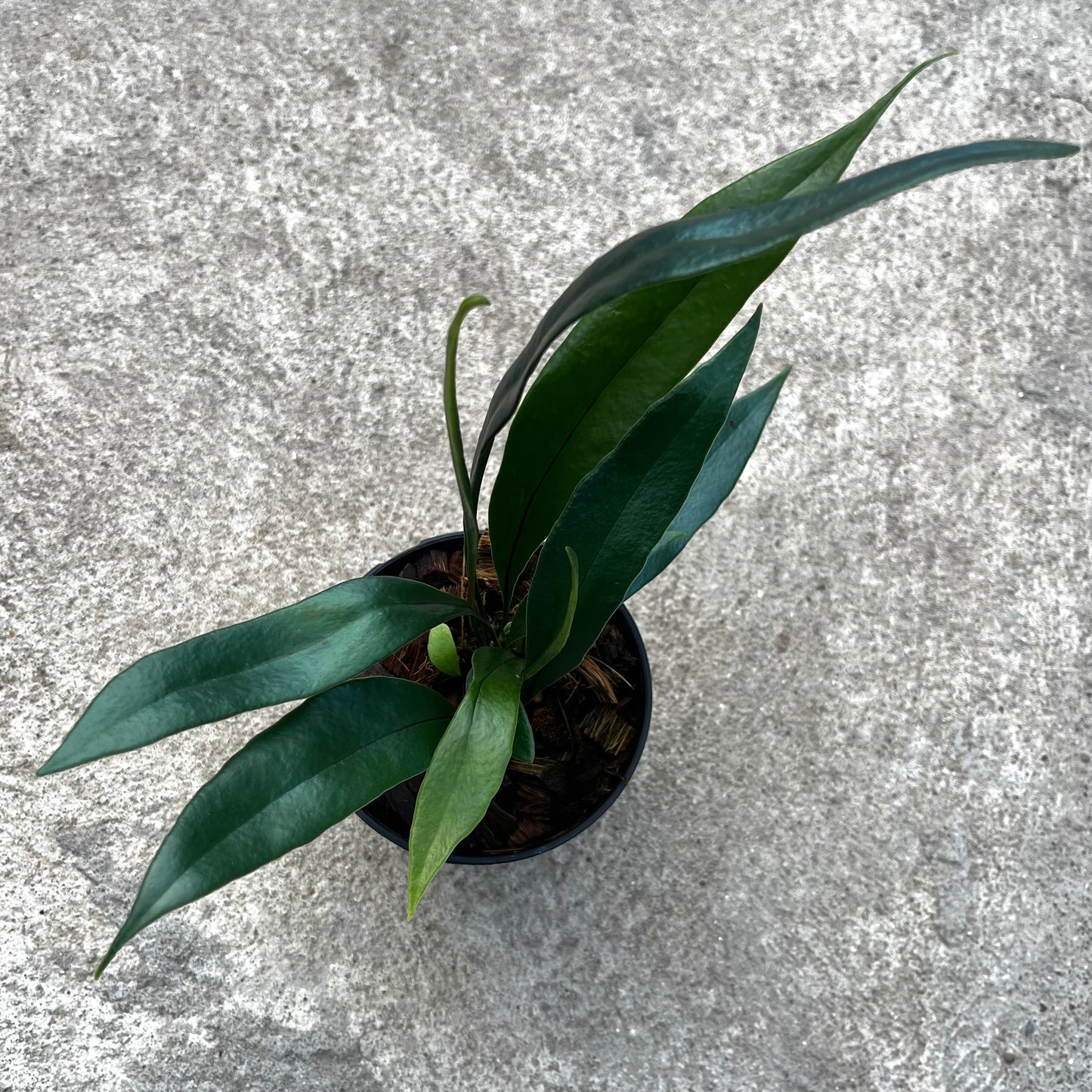 Microsorum Thailandicum - Blue Oil Fern