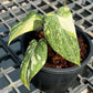 Philodendron Gloriosum Variegated Tricolor - Exact Plant (P043)