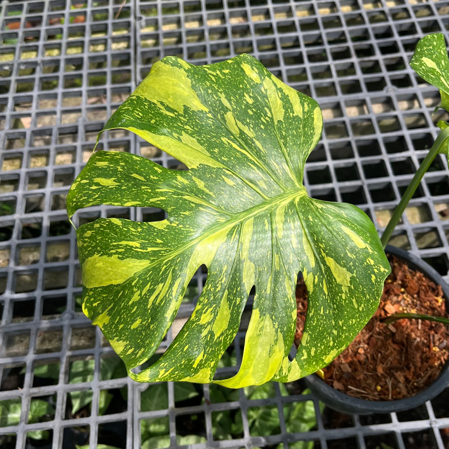 Monstera King Electrolyte - Non TC - Exact Plant (M032)