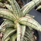 Close-up of Sansevieria Lavranos 1970 showing thick white variegation and smooth leaf texture