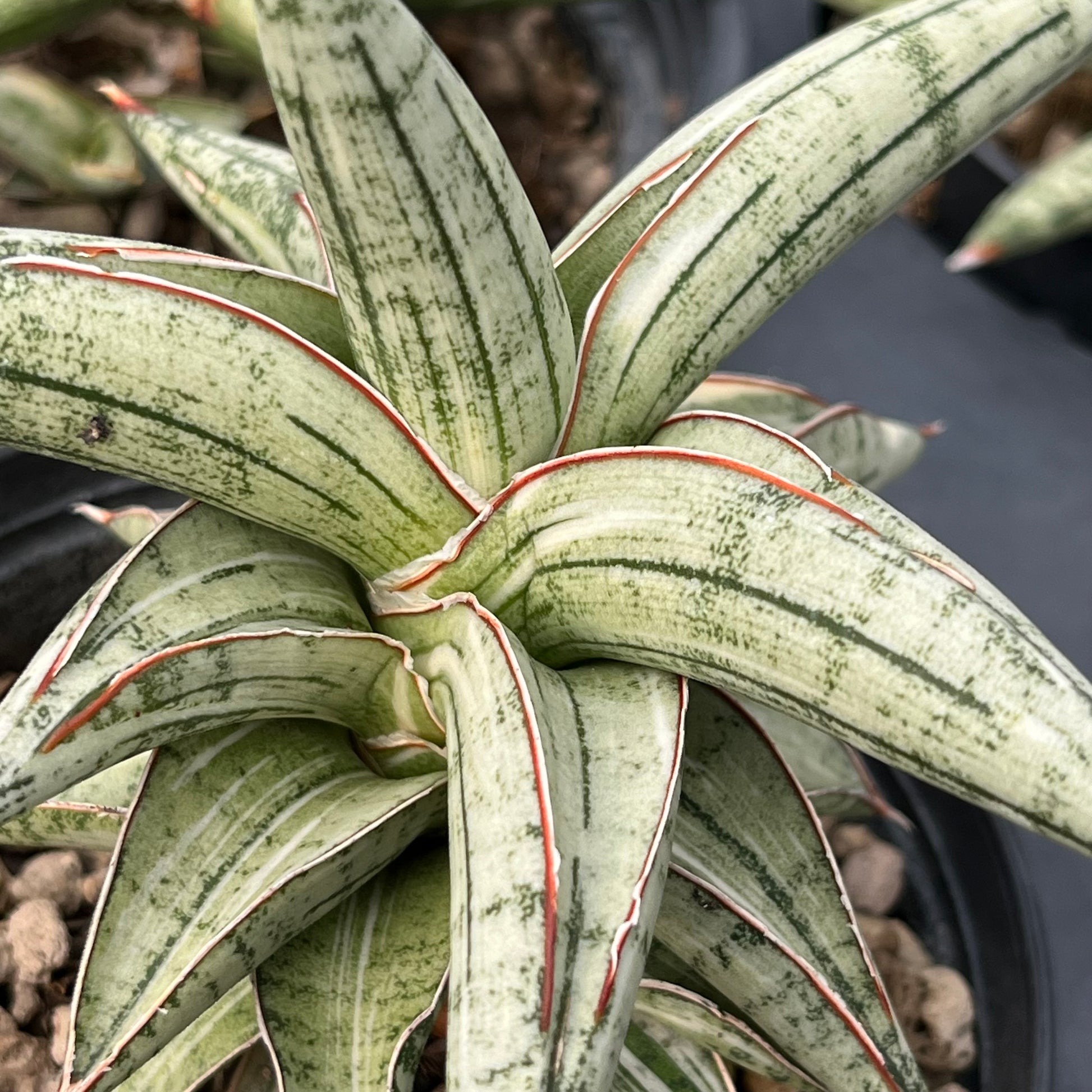 Close-up of Sansevieria Lavranos 1970 showing thick white variegation and smooth leaf texture