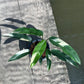 Epipremnum Giganteum White Pearl - Exact Plant (EP011)